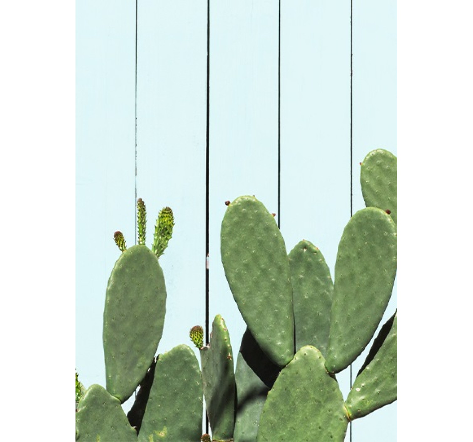 Cactus Water Спрей Вікторія Сікрет